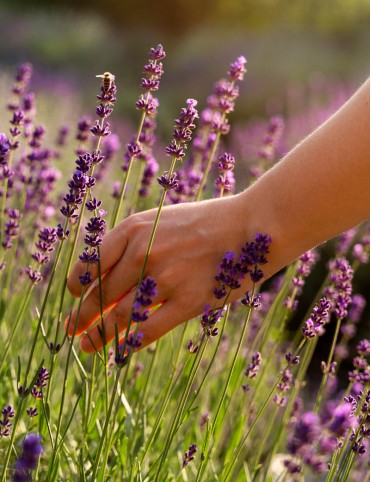 Sachet with natural fragrant lavender handmade